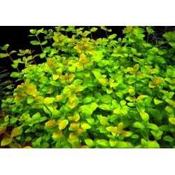 Bacopa Australis in jar - Aquaflora