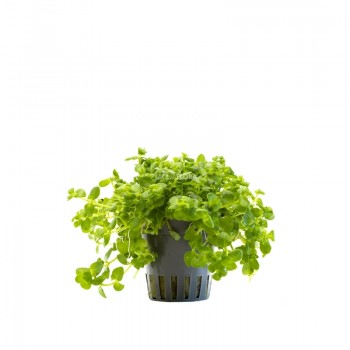 Bacopa Australis dans Jar - Aquaflora