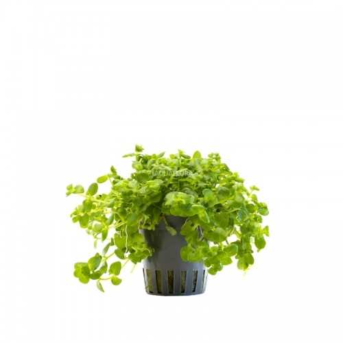 Bacopa Australis in jar - Aquaflora