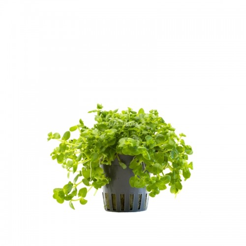 Bacopa australis in pot - Aquaflora