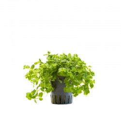 Bacopa Australis in jar - Aquaflora