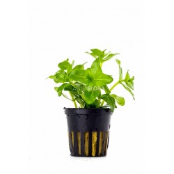 Bacopa Caroliniana (Amplexicaulis) in jar - Aquaflora