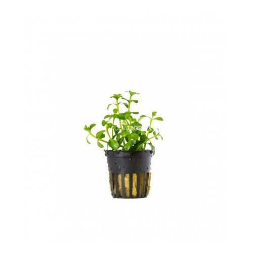 CRENATA BACOPA (Monnieri) in jar - Aquaflora