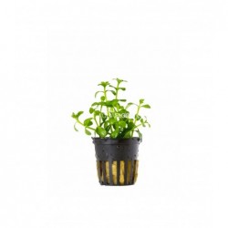 CRENATA BACOPA (Monnieri) in jar - Aquaflora