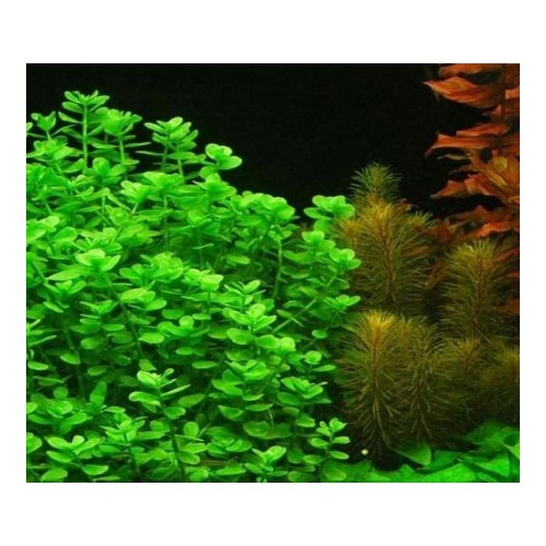 Creamed bacopa (monnieri) in pot - Aquaflora