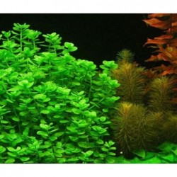 CRENATA BACOPA (Monnieri) in jar - Aquaflora