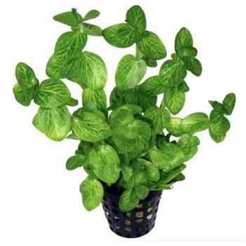 Laniger bacopa 'Variegata' in pot - Aquaflora