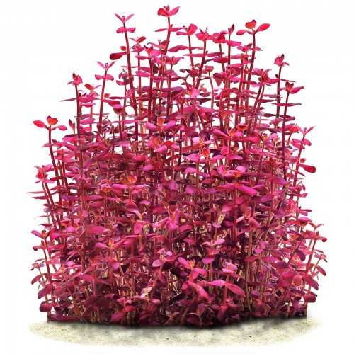 BACOPA Salzmannii 'Purple' in jar - Aquaflora