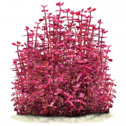 BACOPA Salzmannii 'Purple' in jar - Aquaflora
