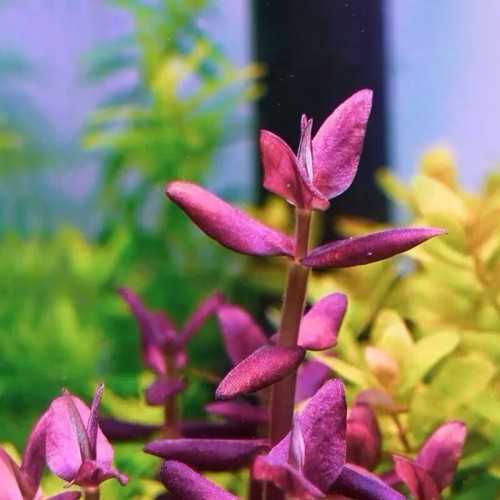 BACOPA Salzmannii 'Purple' in jar - Aquaflora