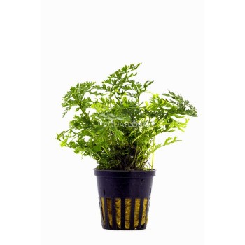 Bolbitis heteroclita 'Difformis' in vasetto - Aquaflora