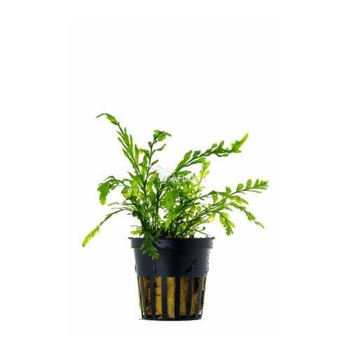 Bolbitis Heudelotii in jar - Aquaflora