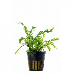 Bolbitis Heudelotii in jar - Aquaflora