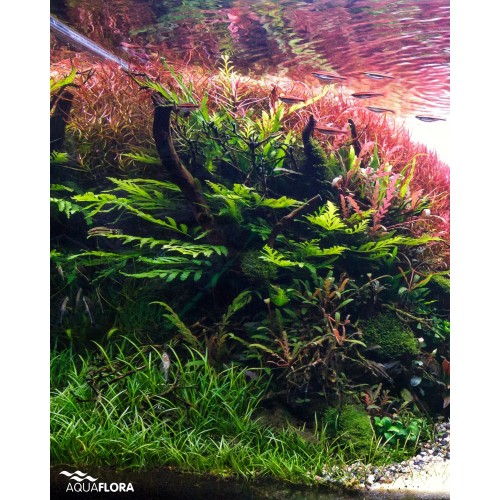 Bolbittis Heudeelotii dans Jar - Aquaflora