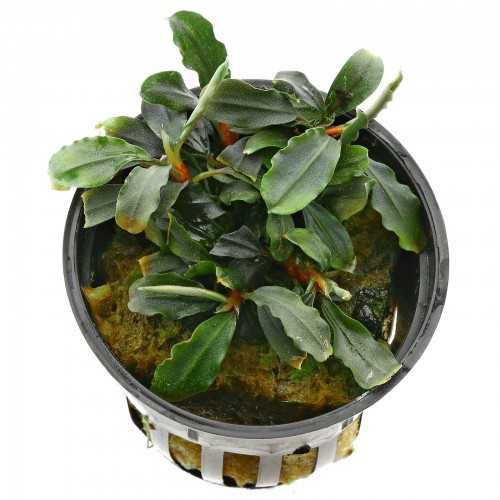 Bucephalandra 'Deep Purple' in jar - Aquaflora