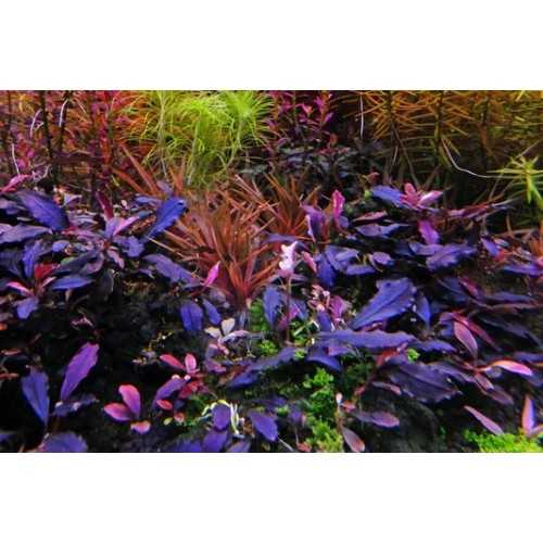 Bucephalandra 'Deep Purple' in jar - Aquaflora