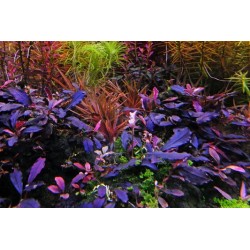Bucephalandra 'Deep Purple' in jar - Aquaflora