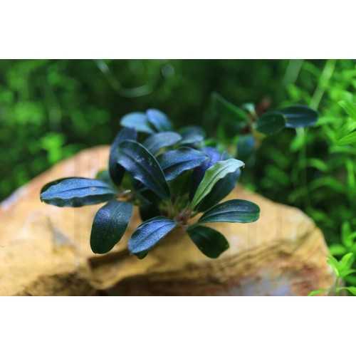 Bucephalandra 'Deep Purple' in jar - Aquaflora