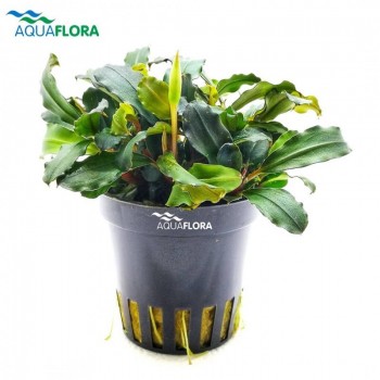Bucephalandra 'Lamandau Mini Red' in vasetto - Aquaflora
