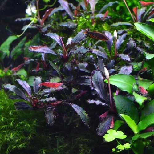 Bucephalandra 'Lamandau mini red' in jar -...