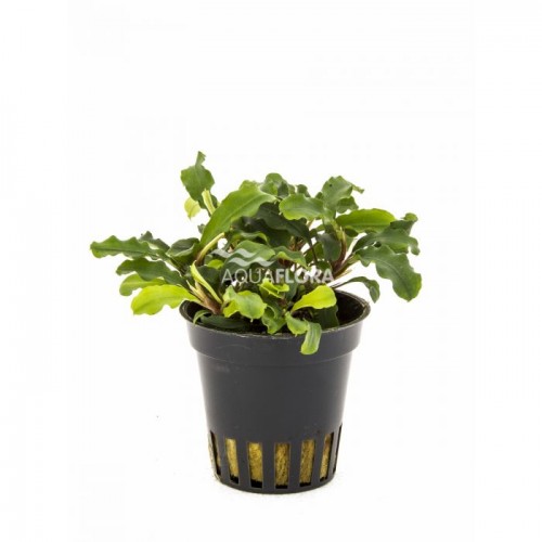 Bucephalandra sp. (mix) in vasetto - Aquaflora