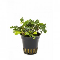 Bucephalandra sp. (mix) in jar - Aquaflora