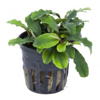 Bucephalandra 'Wavy Green' in vasetto - Aquaflora