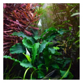 Bucephalandra 'Wavy Green' dans Jar - Aquaflora 2