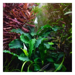 Bucephalandra 'Wavy Green' in jar - Aquaflora