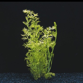 Ceratopteris siliquosa in jar - Aquaflora 2