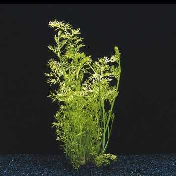 Siliquosa ceratopteris in jar - Aquaflora 2