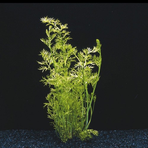 Ceratopteris siliquosa in jar - Aquaflora