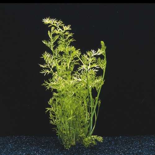 Siliquosa ceratopteris in jar - Aquaflora