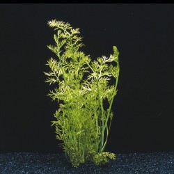 Ceratopteris siliquosa in jar - Aquaflora