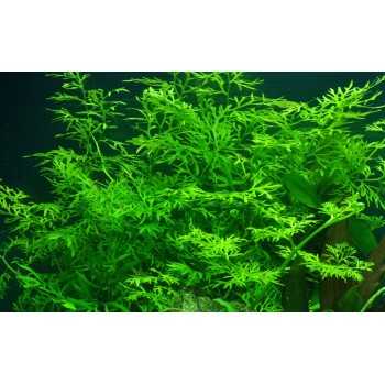 Ceratopteris Thalictroides in jar - Aquaflora 2