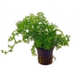 Ceratopteris Thalictroides in jar - Aquaflora