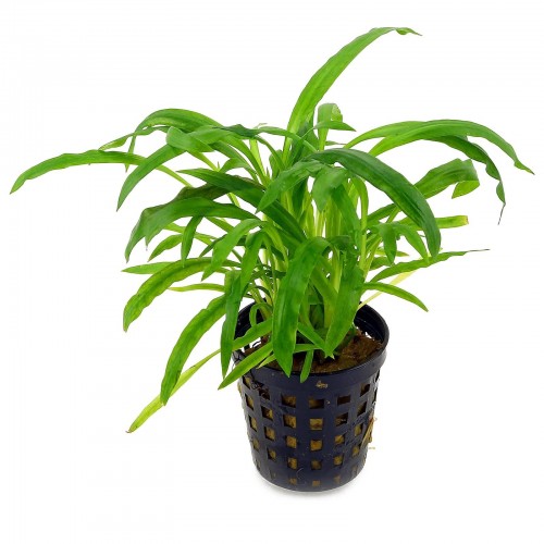 Cryptocoryne albida (costata) in vasetto - Aquaflora