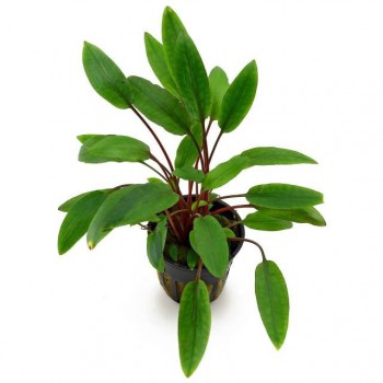 Cryptocoryne beckettii in a pot - Aquaflora