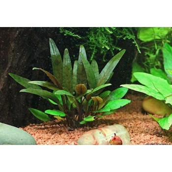 Cryptocoryne Beckettii à Jar - Aquaflora 2