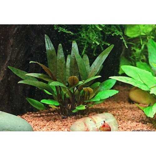 Cryptocoryne Beckettii in jar - Aquaflora