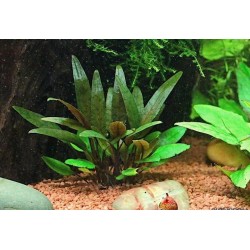 Cryptocoryne Beckettii in jar - Aquaflora