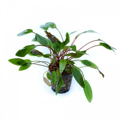 Cryptocoryne beckettii 'Viridifolia' in pot - Aquaflora