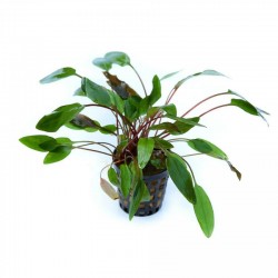 Cryptocoryne beckettii 'Viridifolia' in vasetto - Aquaflora