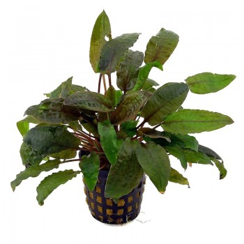 Cryptocoryne mix in vasetto - Aquaflora