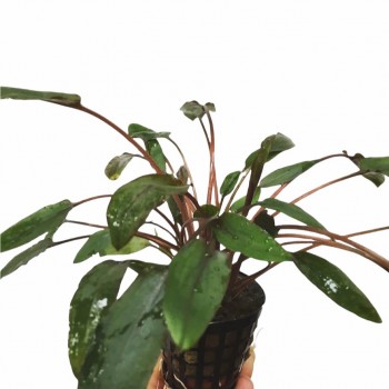 Cryptocoryne moehlmannii dans Jar - Aquaflora 2