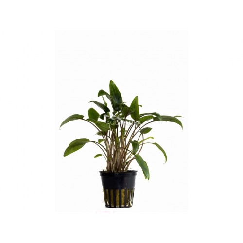 Cryptocoryne moehlmannii in vasetto - Aquaflora
