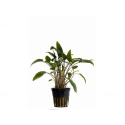 Cryptocoryne moehlmannii dans Jar - Aquaflora