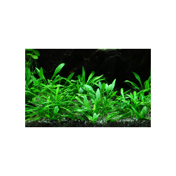Cryptocoryne parva in jar - Aquaflora 2