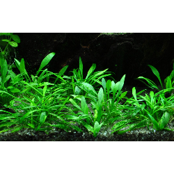 Cryptocoryne parva in pot - Aquaflora