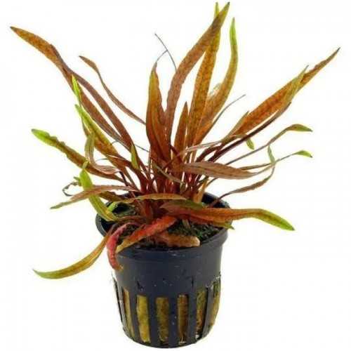 Cryptocoryne Spiralis 'Tiger' in jar - Aquaflora